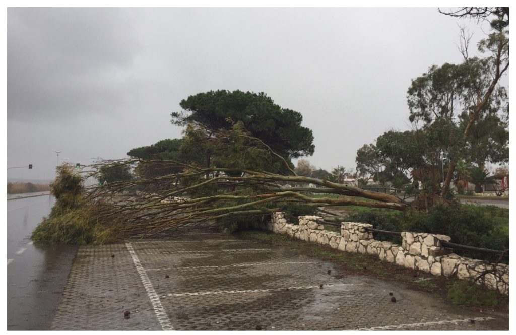 L'albero caduto sui parcheggi del Poetto.